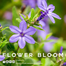 Flower Bloom LUT Pack preview
