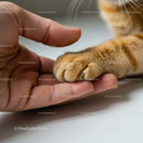 Close Up of Human Hand Holding Ginger Cat Paw