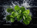 Fresh Green Basil Leaves Splashing Water with Dynamic Motion