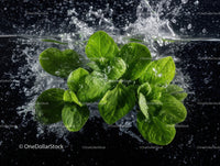Fresh Green Basil Leaves Splashing Water with Dynamic Motion