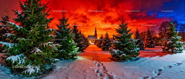 Snowy Christmas tree farm pathway at vibrant sunset