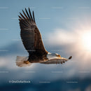 Majestic Bald Eagle in Flight against Blue Sky