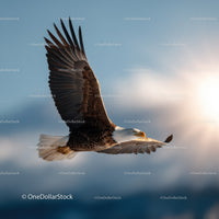 Majestic Bald Eagle in Flight against Blue Sky
