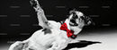 Happy dog playing with festive red bow tie