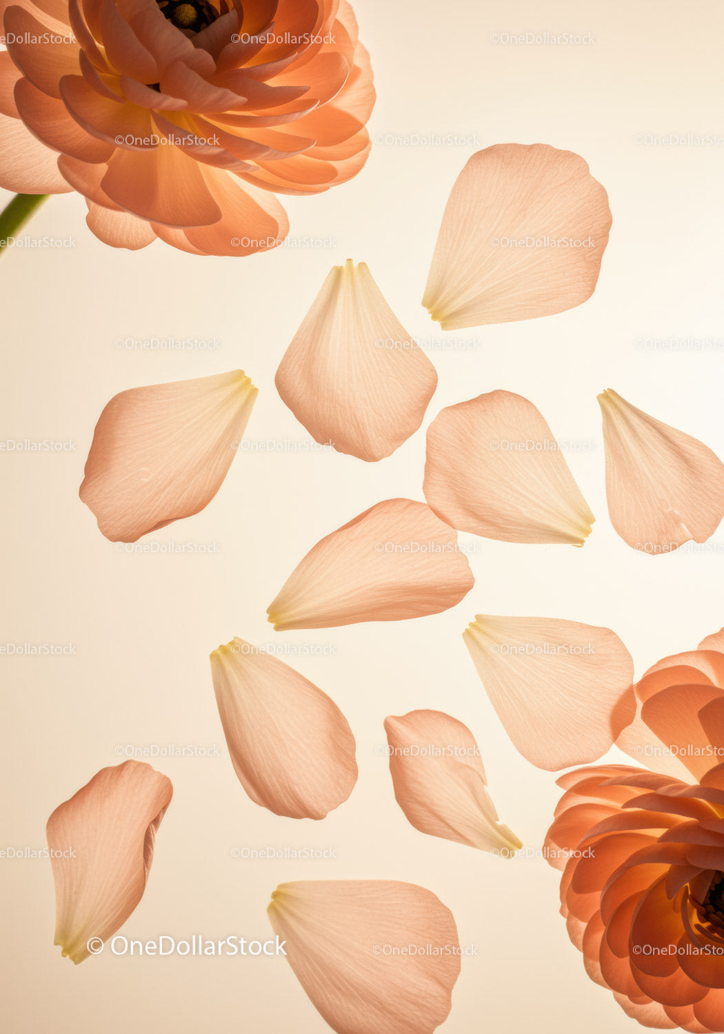 Soft Peach Ranunculus Flowers with Scattered Petals