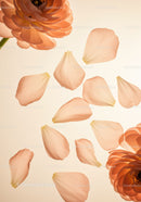 Soft Peach Ranunculus Flowers with Scattered Petals