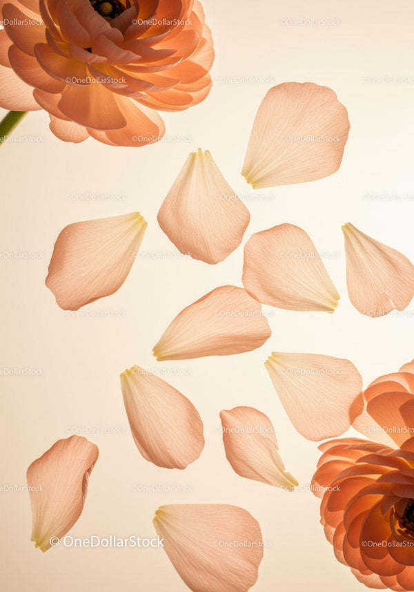 Soft Peach Ranunculus Flowers with Scattered Petals