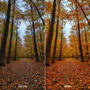 outdoor photography edit with Sunlit Forest Autumn Hues Lightroom presets