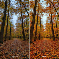 outdoor photography edit with Sunlit Forest Autumn Hues Lightroom presets