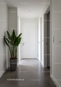 Modern Minimalist White Hallway with Potted Green Plant