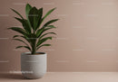 Indoor Fiddle Leaf Fig Plant in White Pot for Modern Home Decor