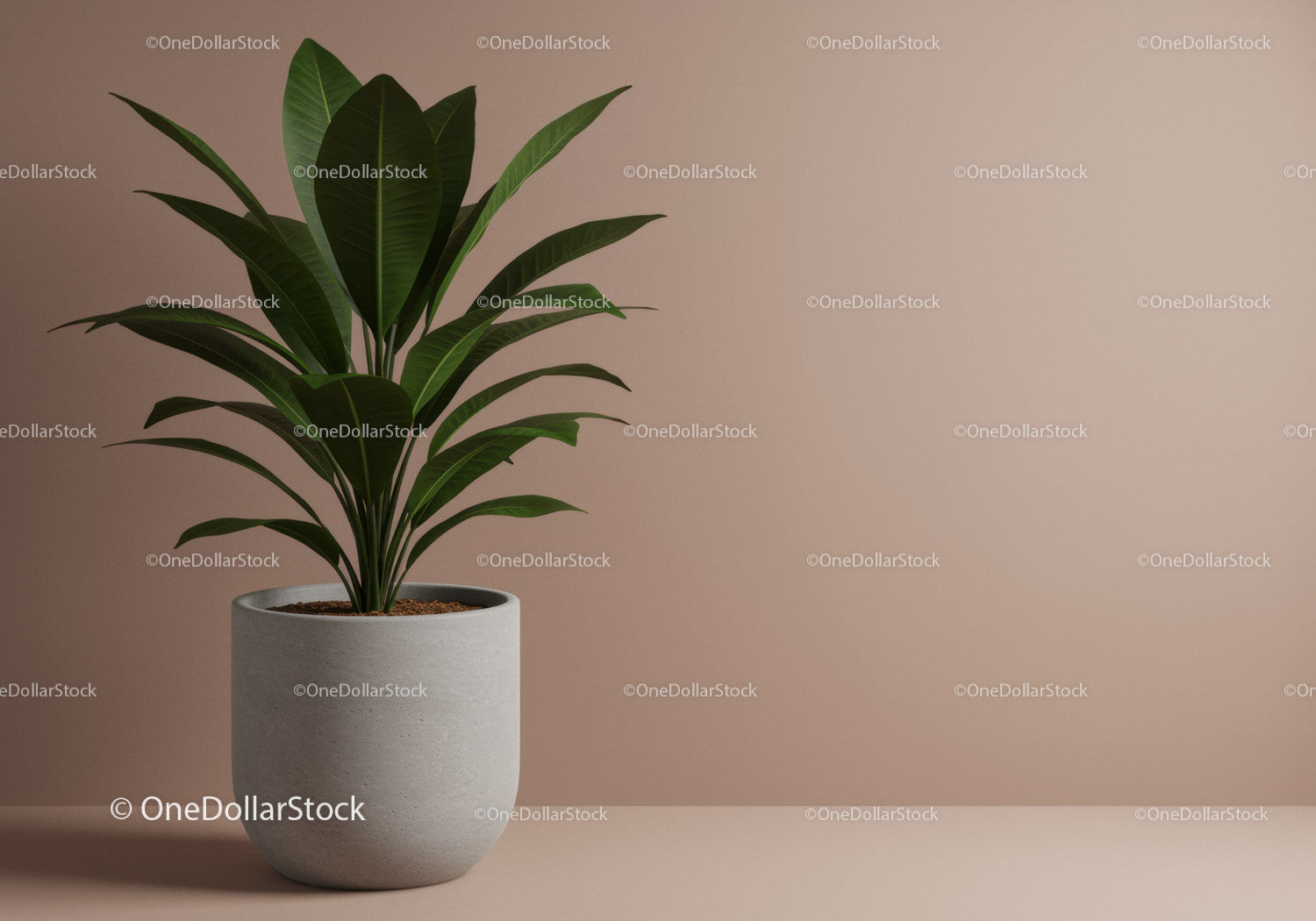 Indoor Fiddle Leaf Fig Plant in White Pot for Modern Home Decor