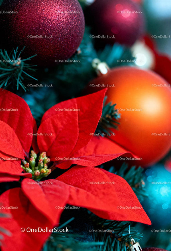 Close-up of Red Poinsettia with Christmas Ornaments