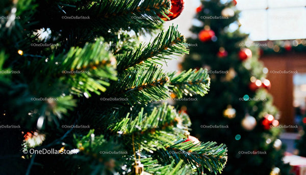 Festive Christmas Trees with Red and Gold Ornaments
