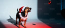 Small dog wearing Santa hat looking at Christmas ornament