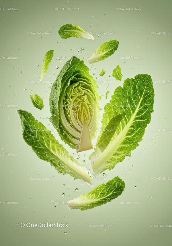 Fresh romaine lettuce leaves suspended in water droplets