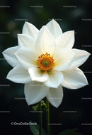 White Lotus Flower Blooming in Water Garden Under Dark Background