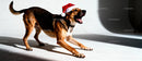 Dog Wearing Santa Hat Stretching on White Background