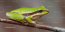 Green Tree Frog Resting on a Branch in Natural Habitat