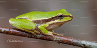 Green Tree Frog Resting on a Branch in Natural Habitat
