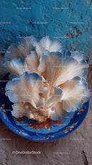Cluster of White Oyster Mushrooms on Blue Plate with Rustic Background