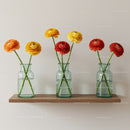 Vibrant Ranunculus Flower Display in Glass Vases on Wooden Shelf