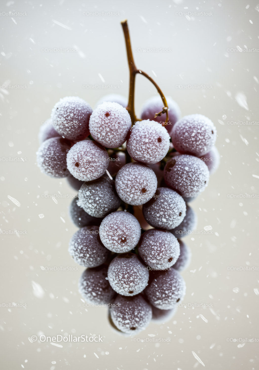 Frosted purple grapes cluster close up with ice crystals