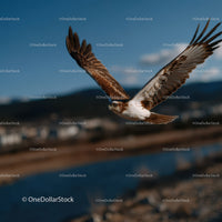 Bald Eagle Soaring in Blue Sky Over Mountain Landscape