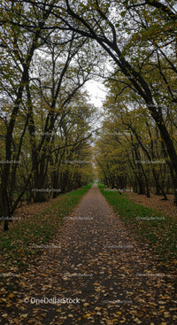 Long Pathway Through Autumn Forest with Falling Leaves