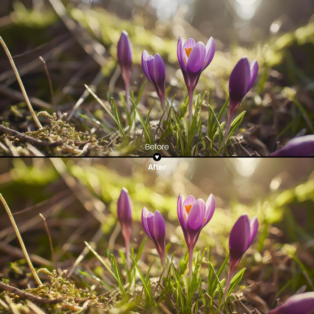 color grading preview with Spring Bloom LUT Pack