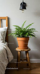 Elegant Fern in Terracotta Pot on Wooden Stool in Cozy Bedroom