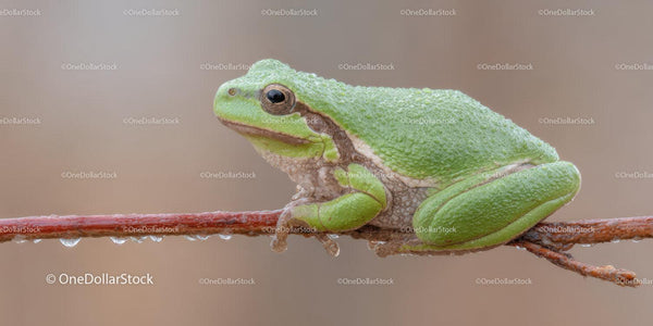 Green Tree Frog Resting on Branch in Natural Habitat