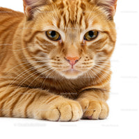 Close up of a calm orange tabby cat lying down