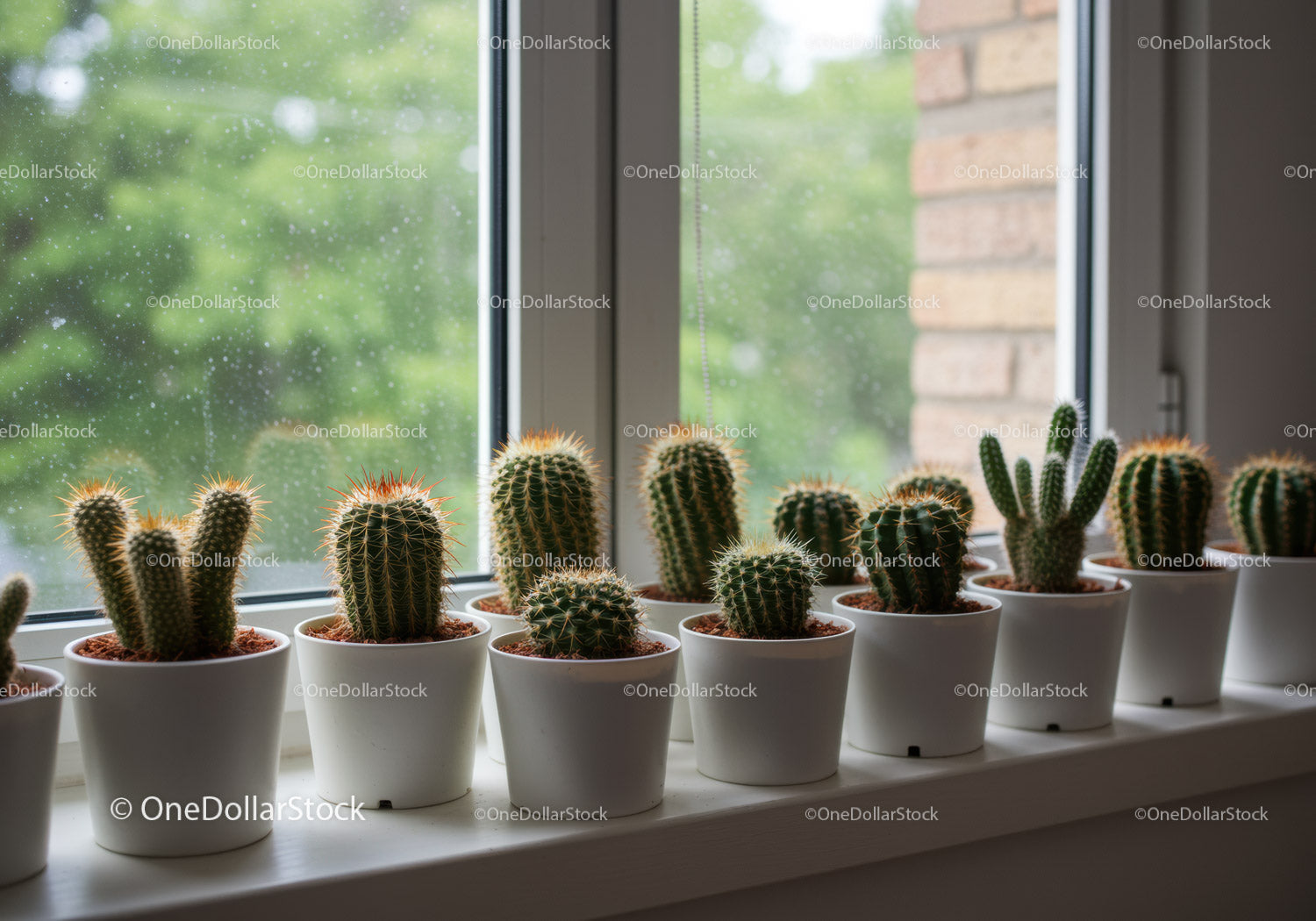 Collection of Spiky Cacti in White Pots on Windowsill