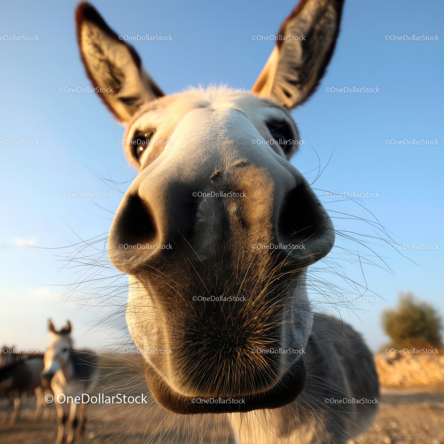 Close-up of Curious Donkey with Large Nostrils in Outdoor Setting