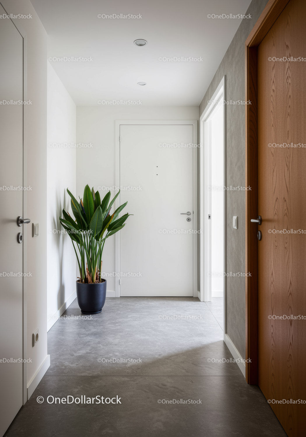 Modern minimalist hallway with potted plant and wooden door