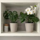 Elegant Indoor Orchid and Monstera in Minimalist Plant Pots for Home Decor