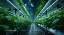 Indoor Hydroponic Greenhouse with Lush Leafy Greens and Modern Technology