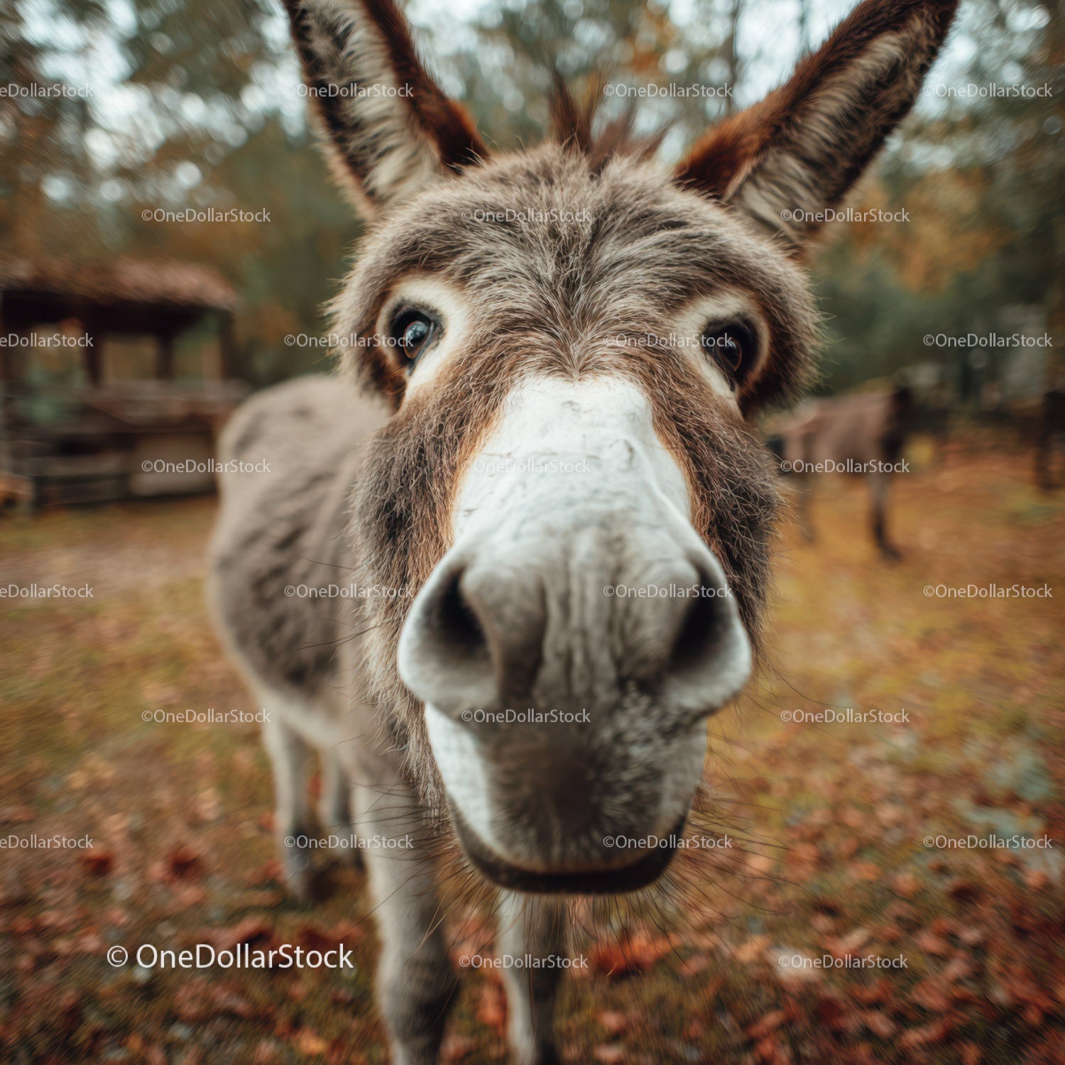Close-up of Friendly Donkey in Autumn Foliage During Daylight