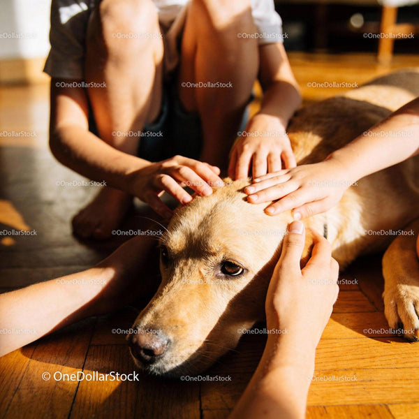 Spokojny Złoty Labrador Otoczony Troskliwymi Rękami