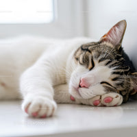 Close up of tabby cat peacefully sleeping indoors