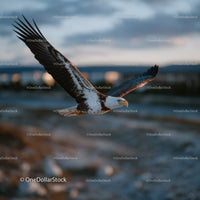 Majestic Bald Eagle Flying Over Ocean During Sunset