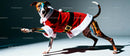 Slim dog stretching while dressed in Santa costume