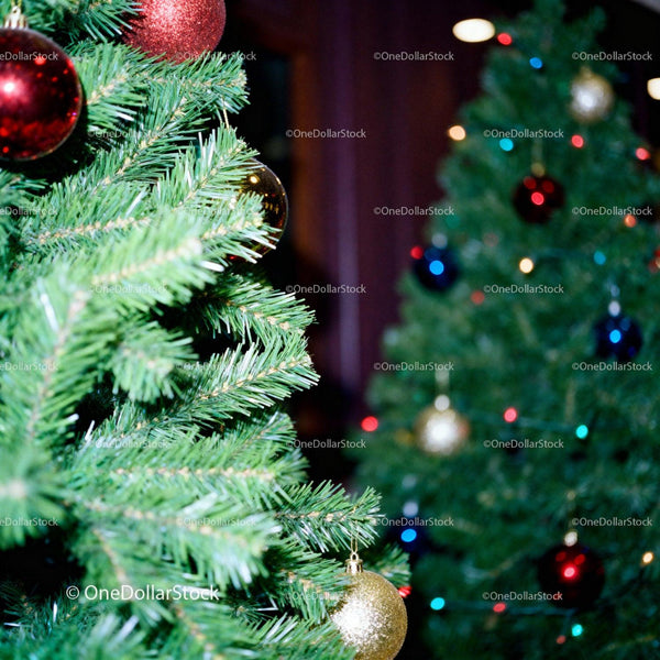 Close-up of decorated Christmas trees with colorful lights