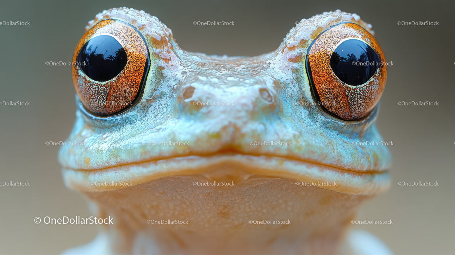 Close-up of Vibrant Tropical Frog with Detailed Skin and Large Eyes