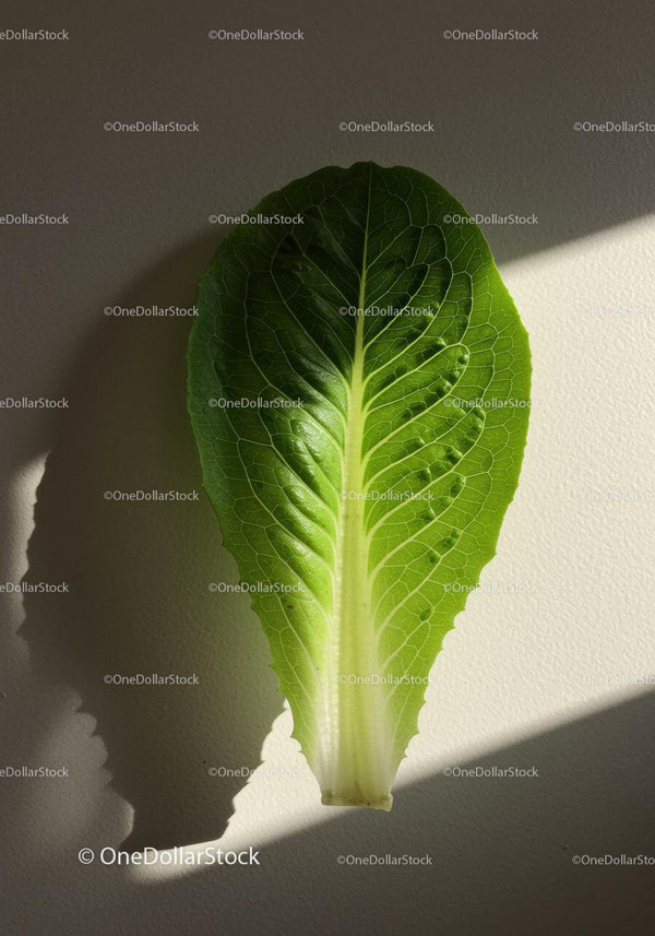 Fresh green lettuce leaf illuminated by sunlight