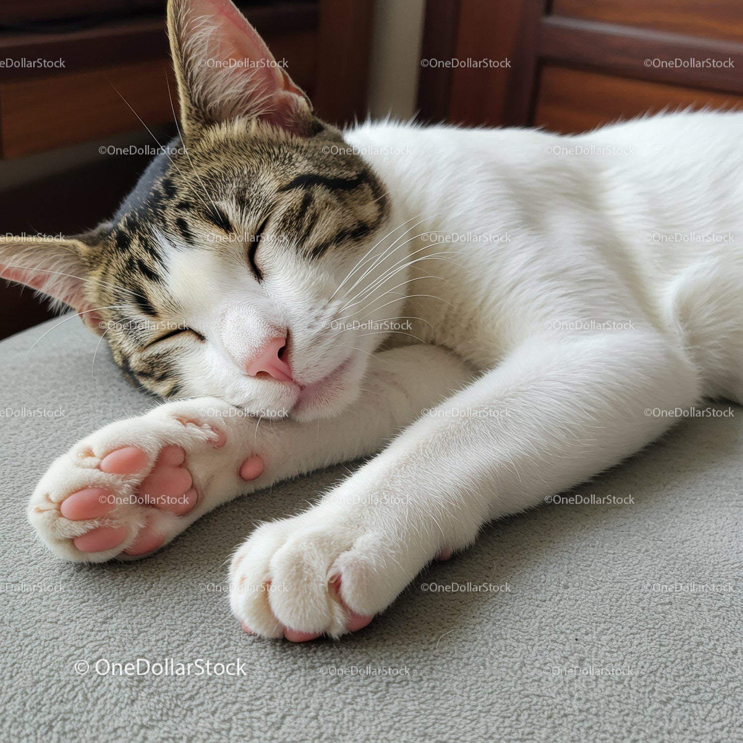 Sleeping tabby cat resting peacefully on soft surface