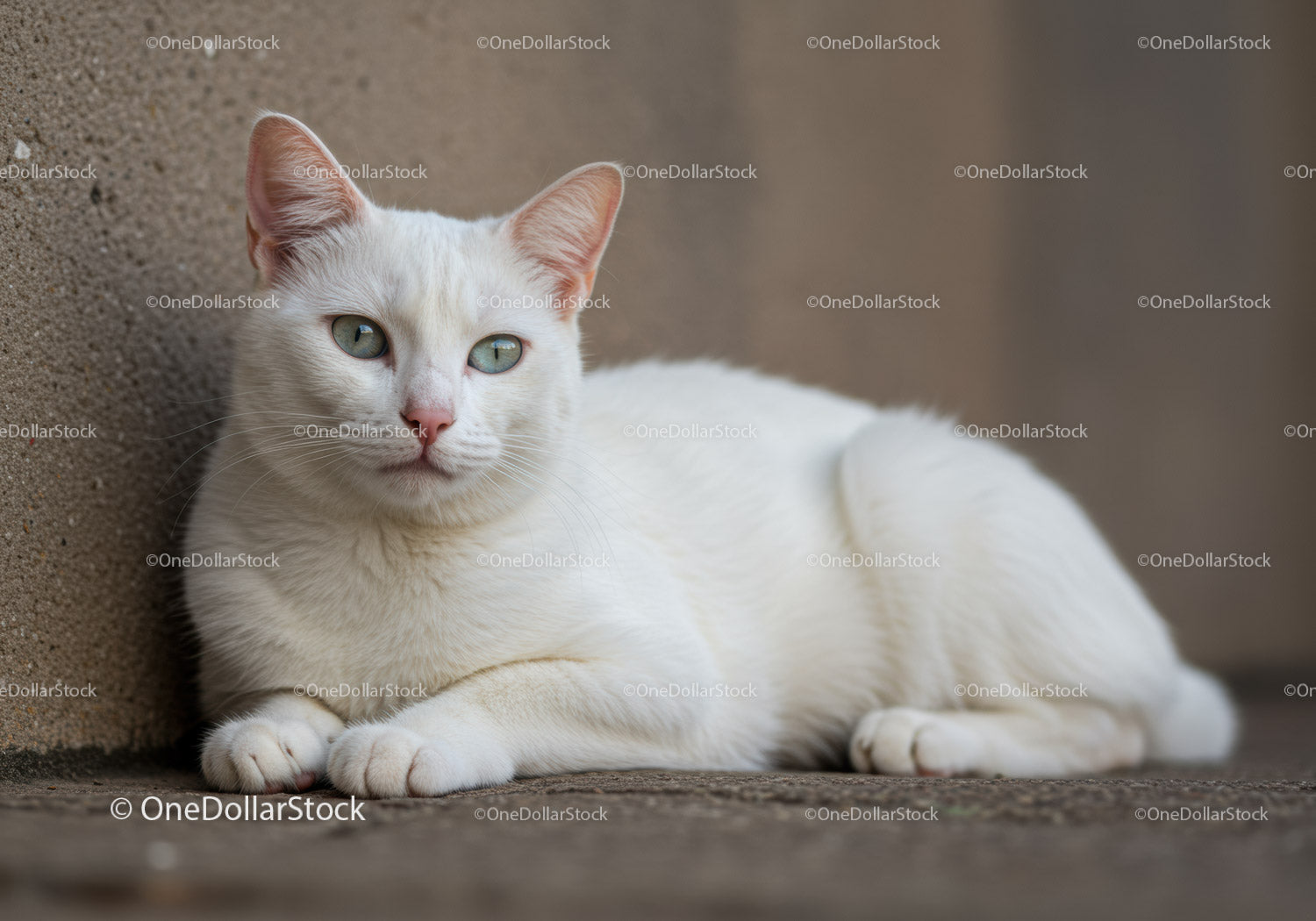 Calm white cat resting by textured wall indoors