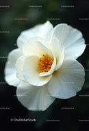 Elegant White Flower with Orange Center in Natural Garden Setting