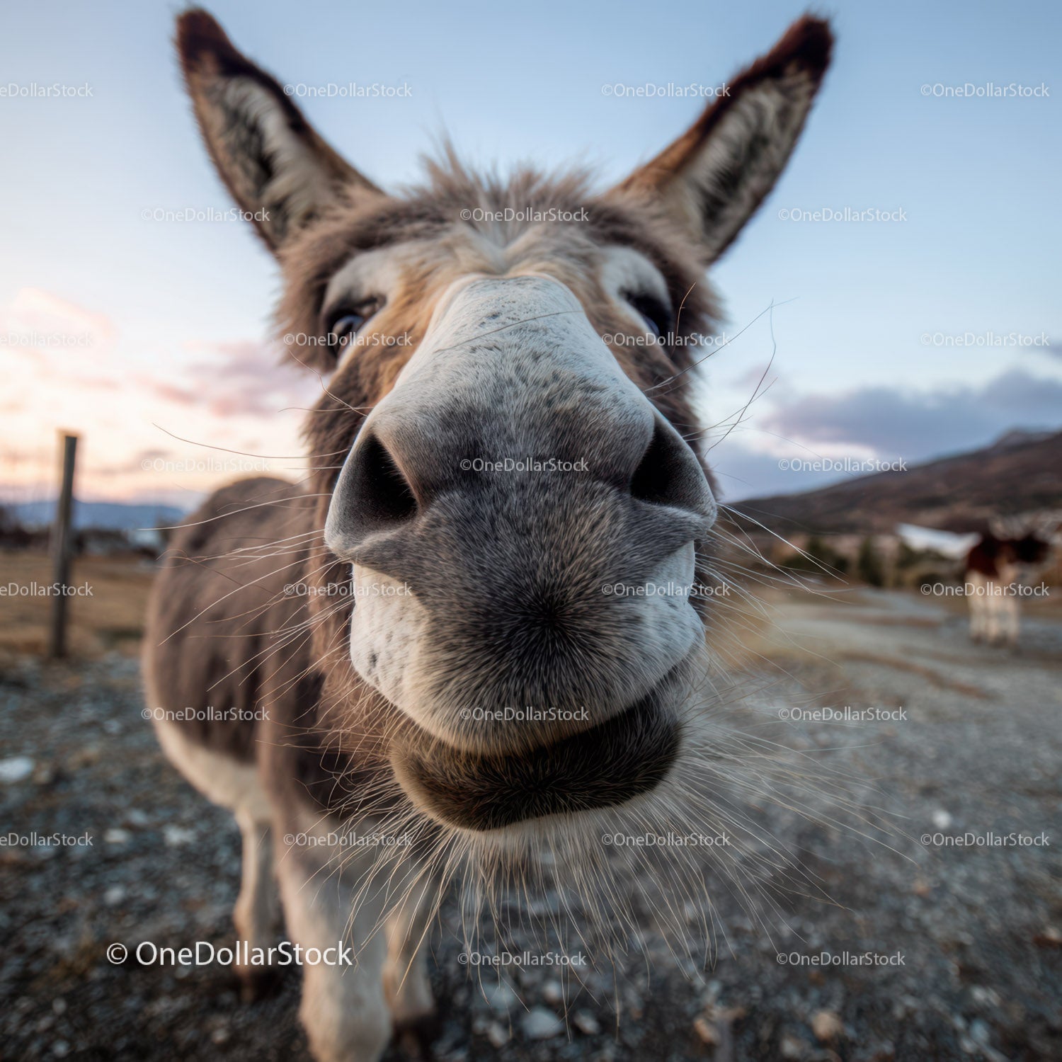 Close-Up of Donkey with Detailed Facial Features in Rural Landscape